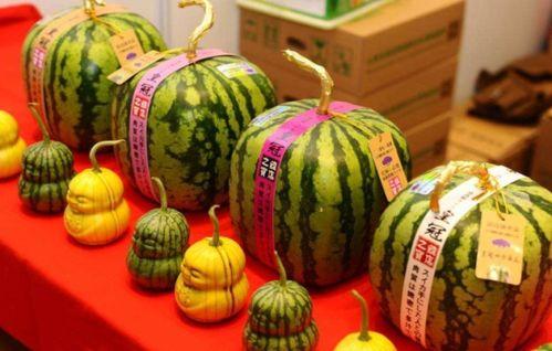 毛瓜今日价格,市场动态一览