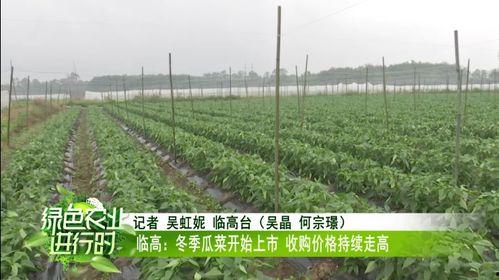 今日海南冬季瓜菜价格多少,丰收季喜讯连连