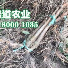 白瓜价格最新消息今日,最新市场行情解析